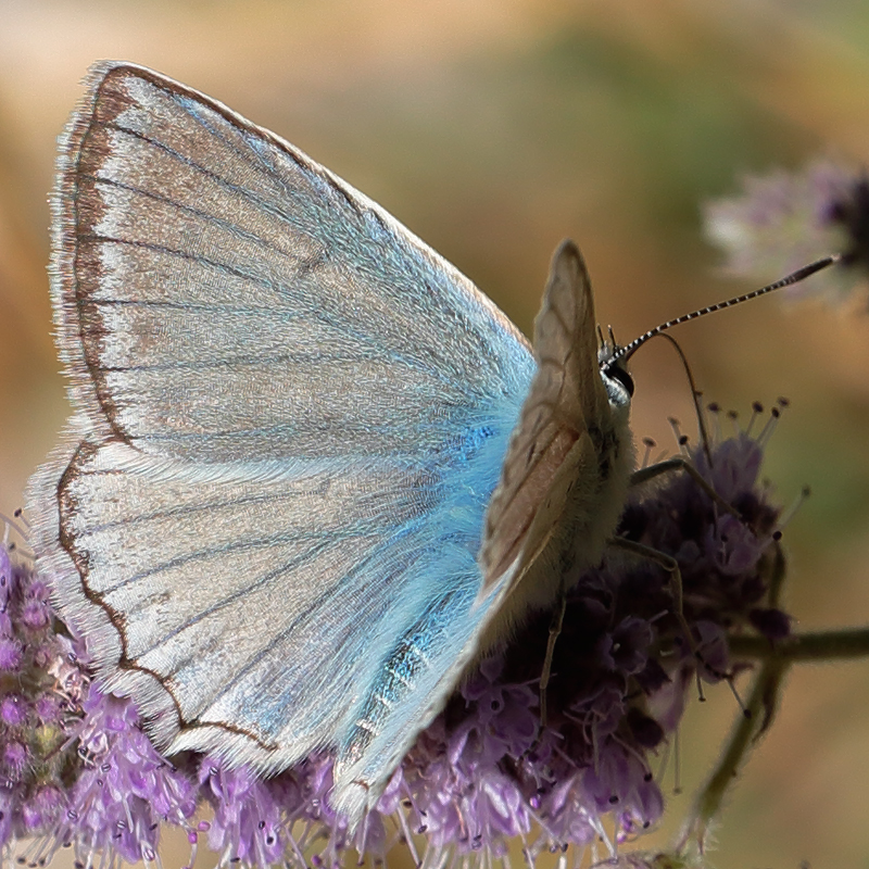 Polyommatus daphnis