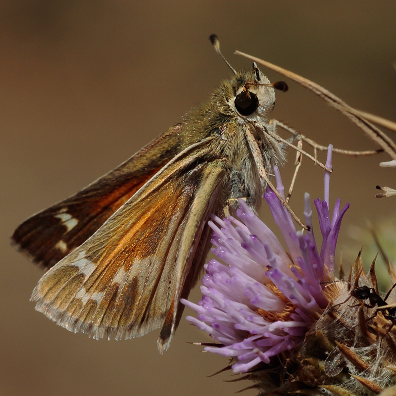 Hesperia comma