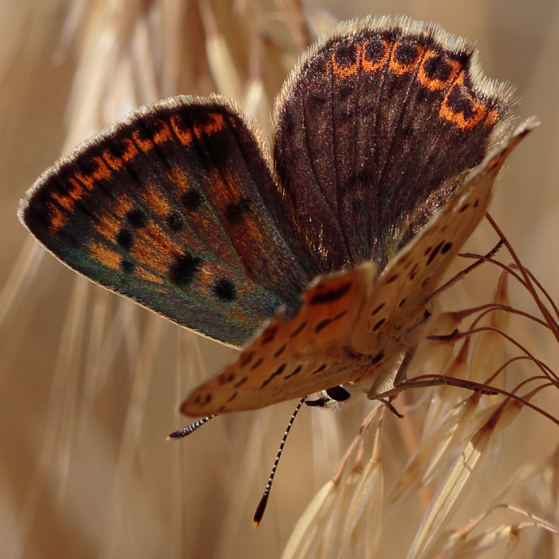 Lycaena tityrus