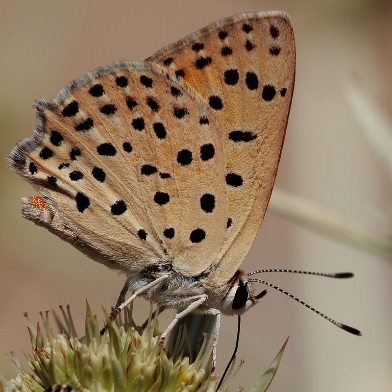 Lycaena ochimus