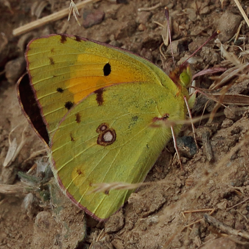 Colias sp