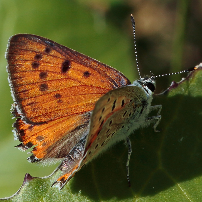 Lycaena alciphron melibaeus