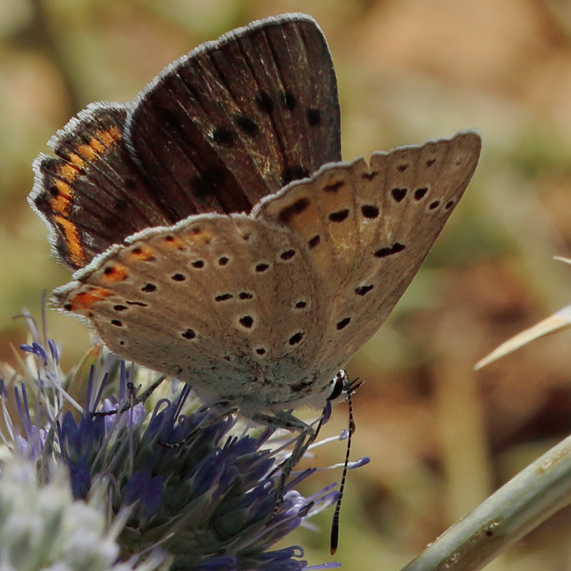 Lycaena alciphron melibaeus