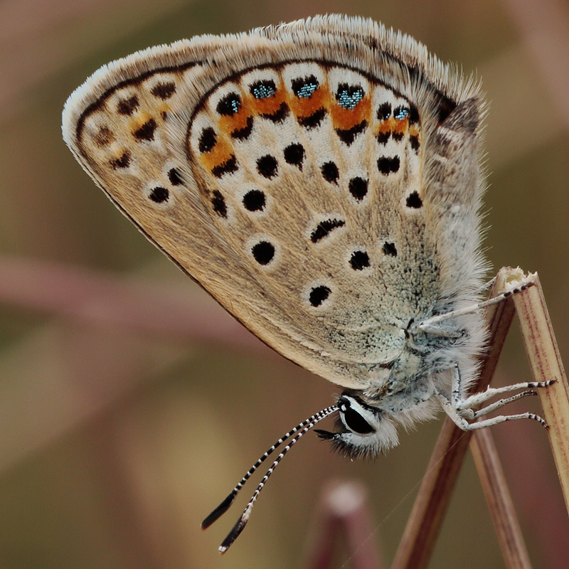 Plebejus idas