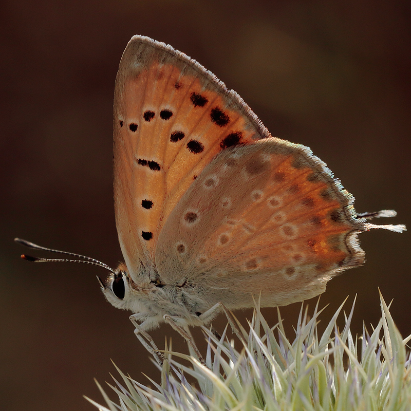 Lycaena thetis