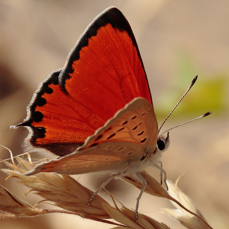 Lycaena thetis