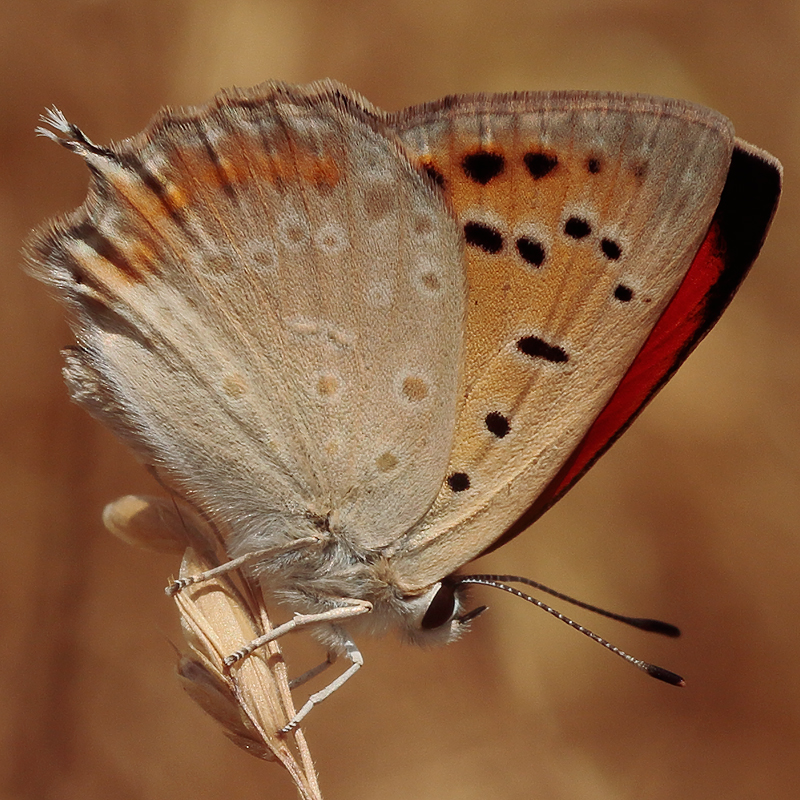 Lycaena thetis