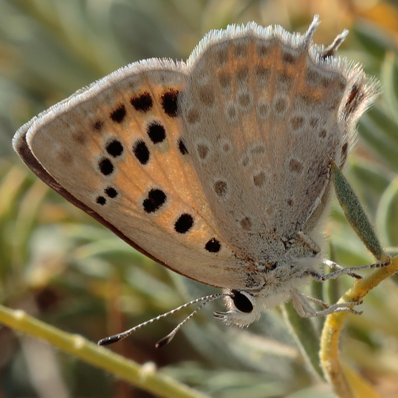 Lycaena thetis