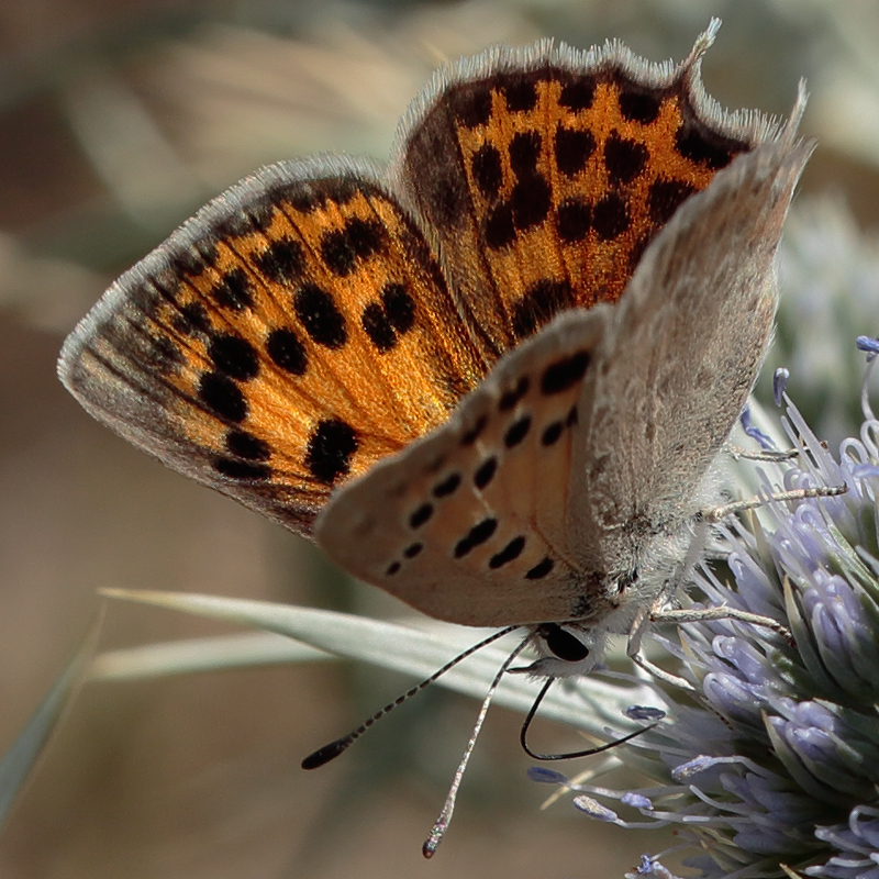 Lycaena thetis