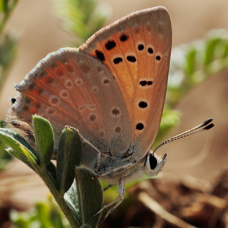 Lycaena thetis