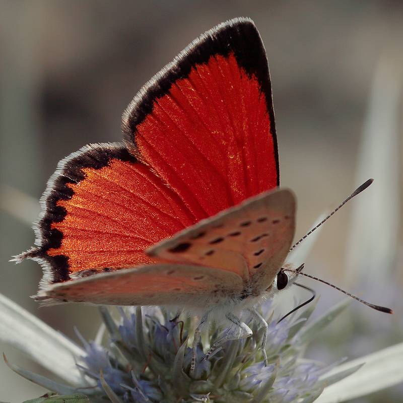 Lycaena thetis