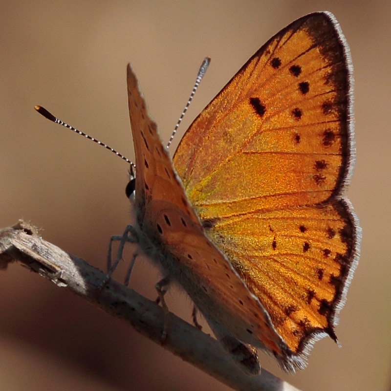 Lycaena asabinus