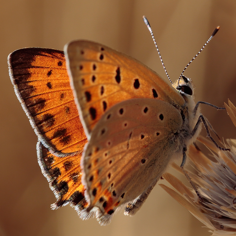 Lycaena asabinus