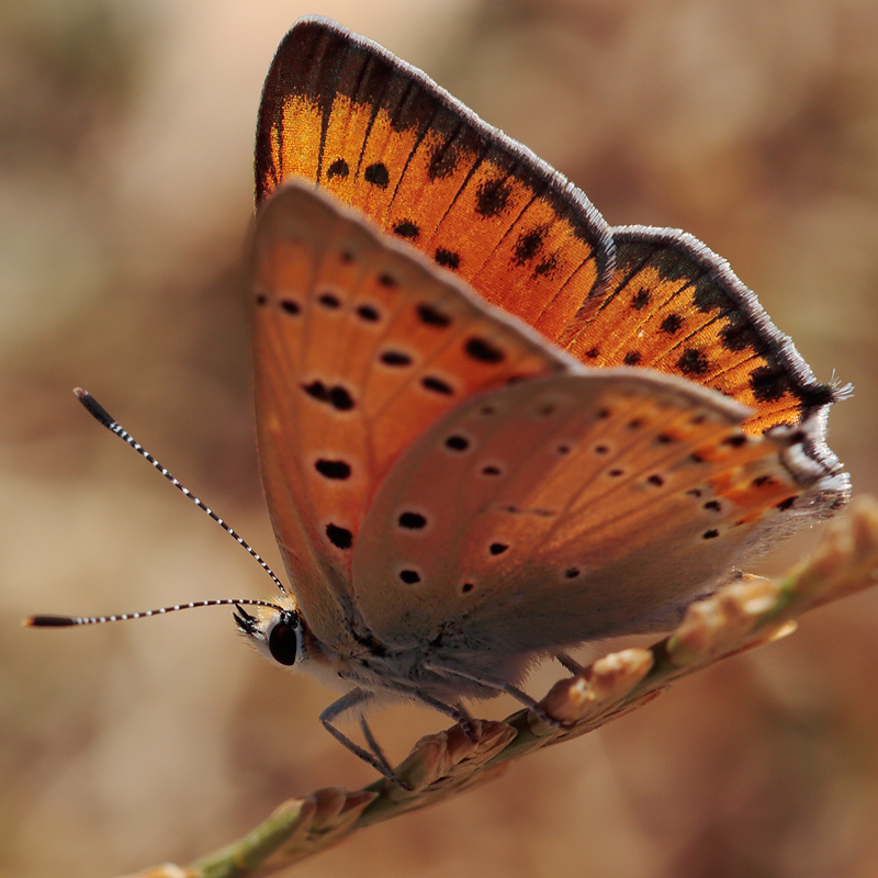 Lycaena asabinus