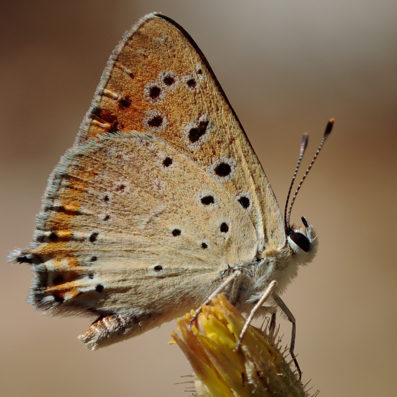 Lycaena asabinus