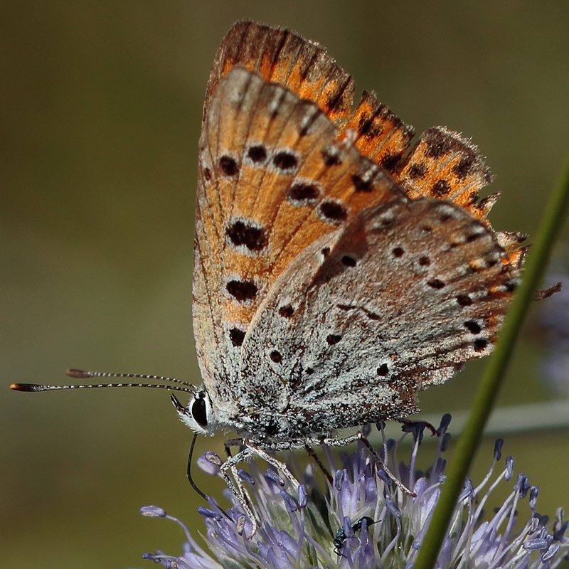 Lycaena asabinus