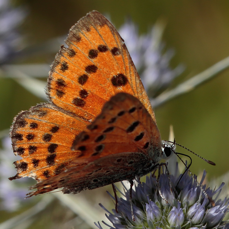 Lycaena asabinus