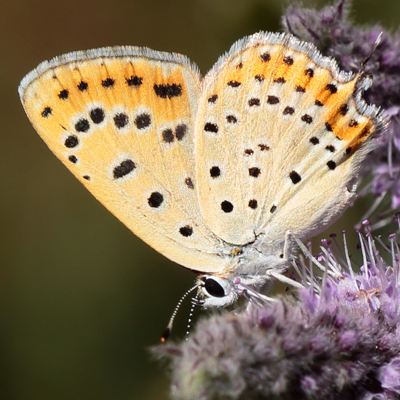 Lycaena thersamon