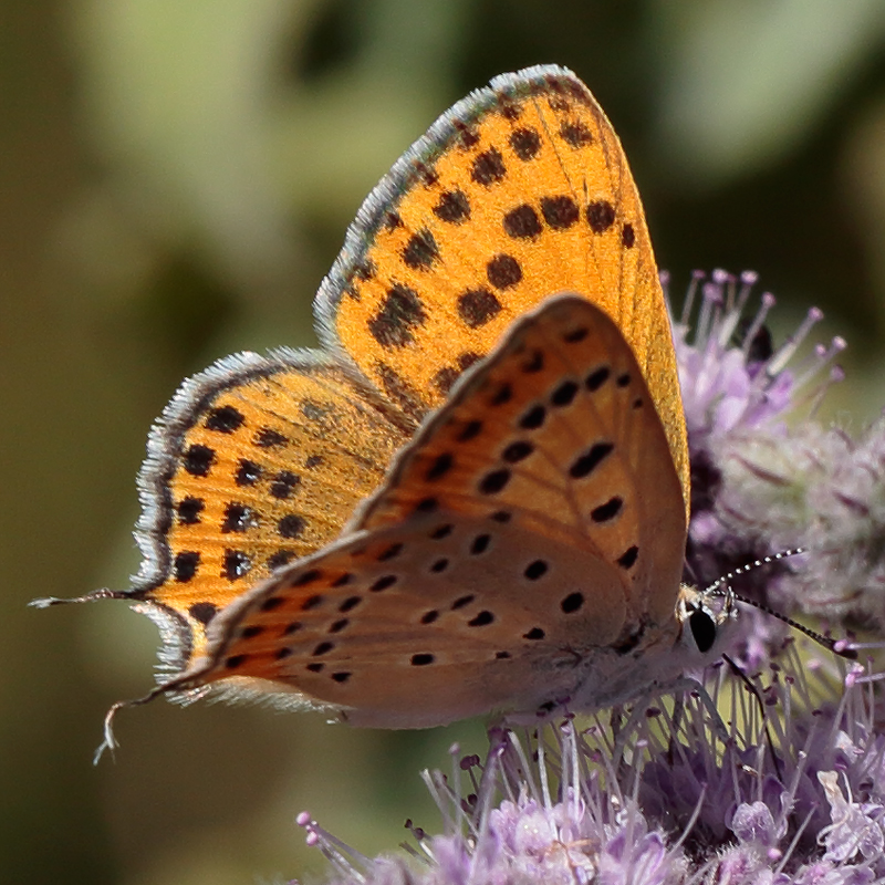 Lycaena thersamon