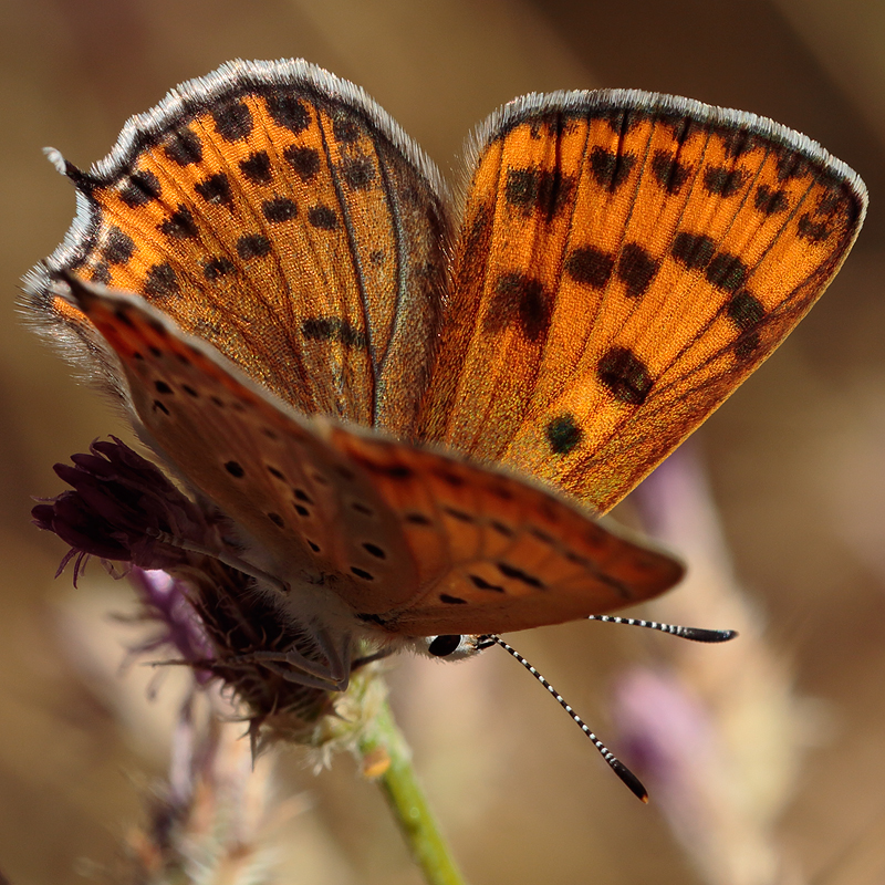 Lycaena thersamon