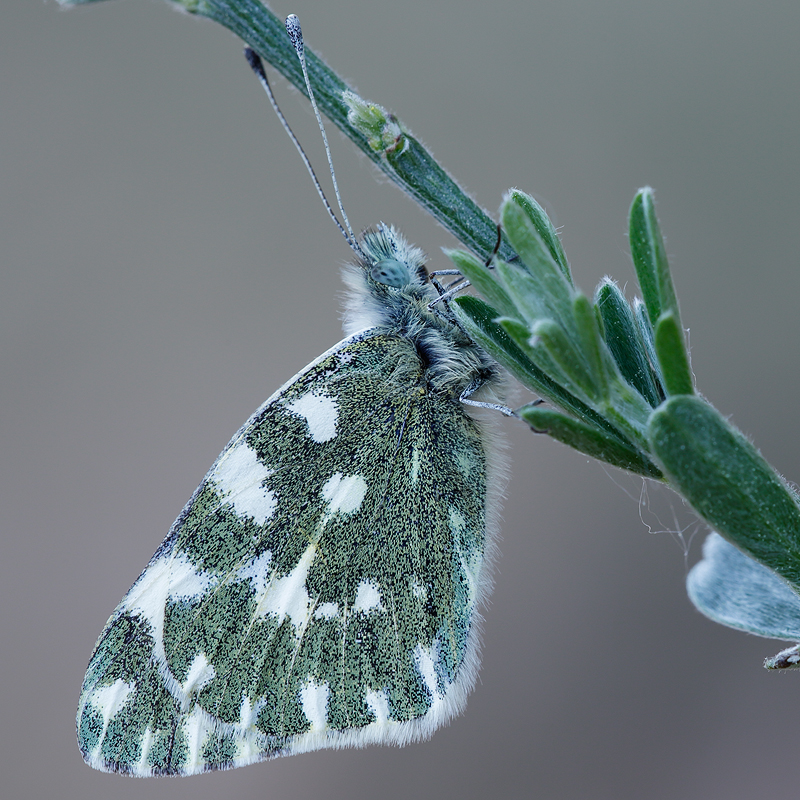 Euchloe tagis (castellana)