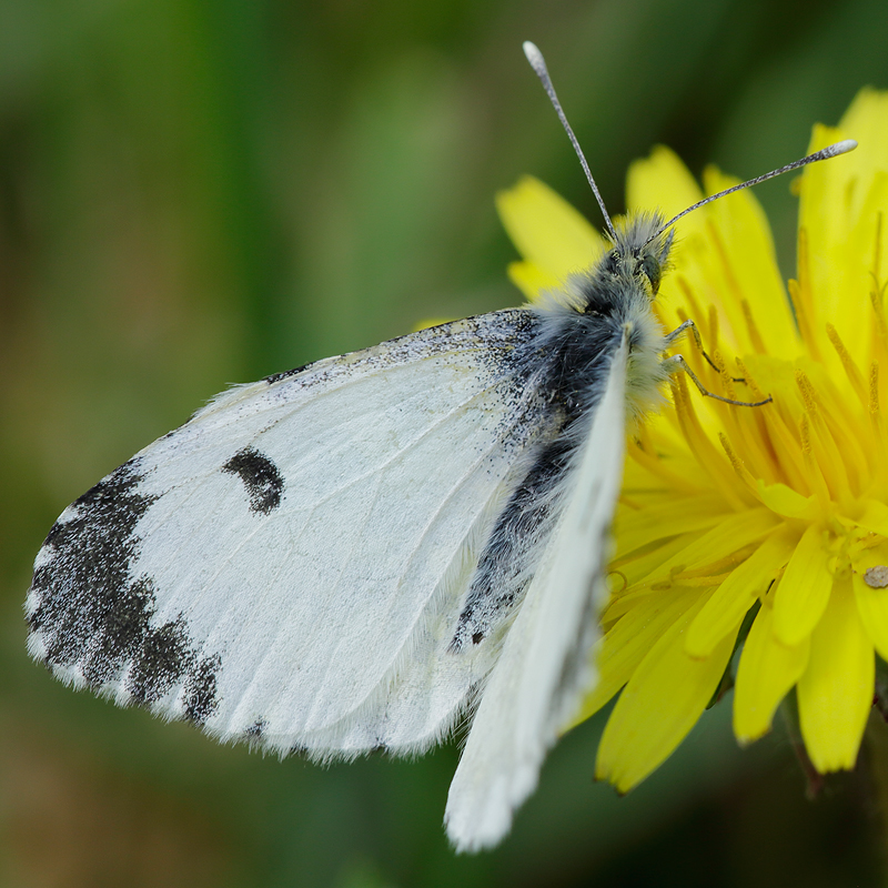 Anthocharis cardamines