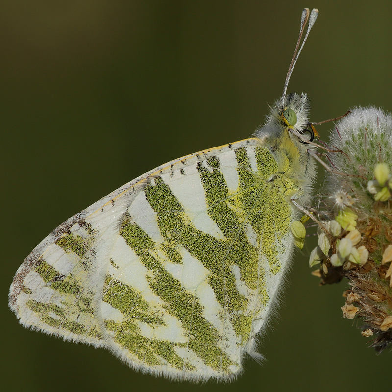 Euchloe belemia