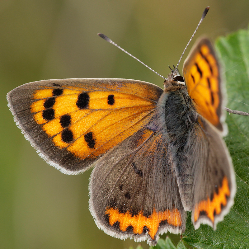 Lycaena phlaeas