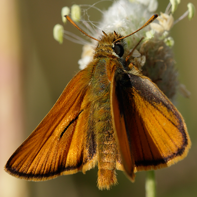 Thymelicus sylvestris