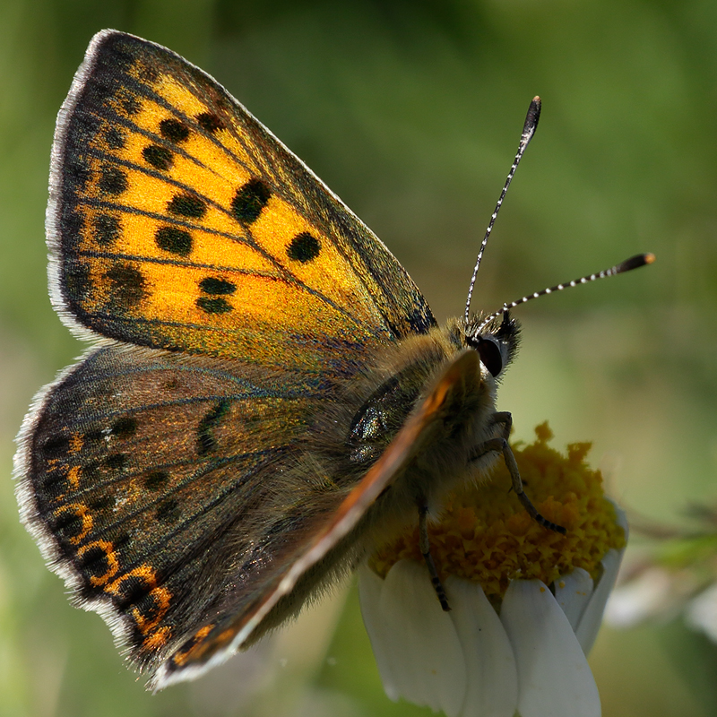 Lycaena bleusei