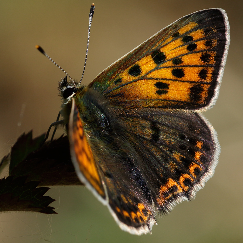 Lycaena bleusei