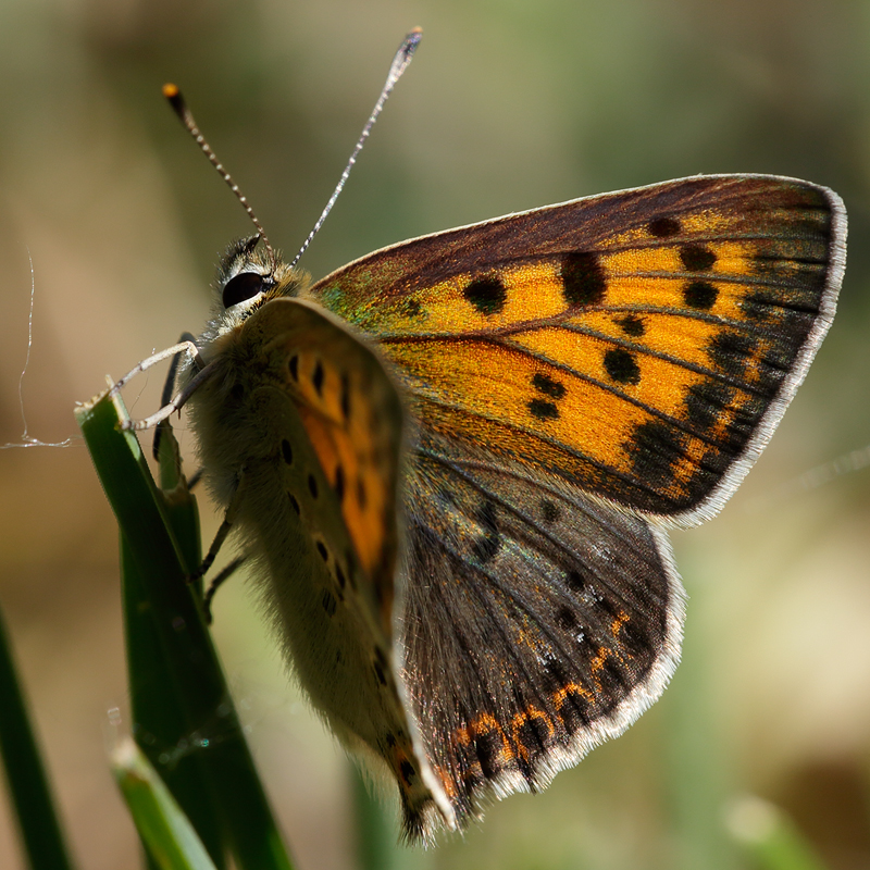 Lycaena bleusei