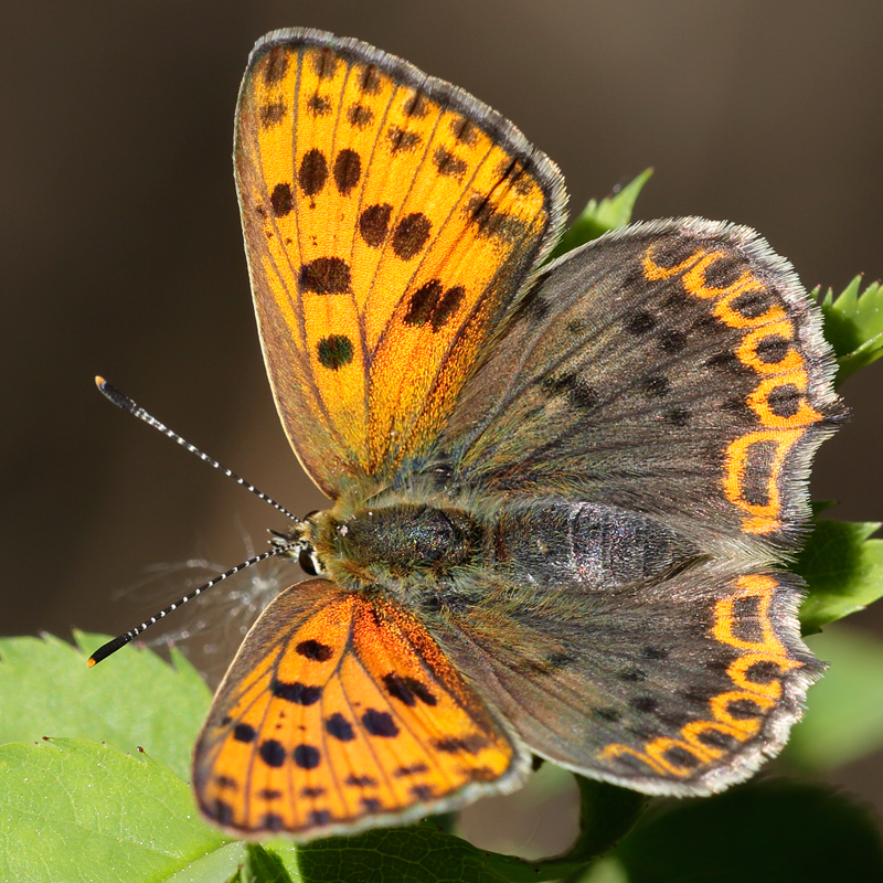 Lycaena bleusei