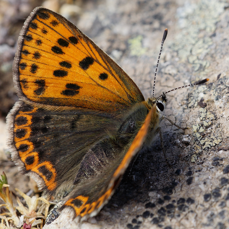 Lycaena bleusei