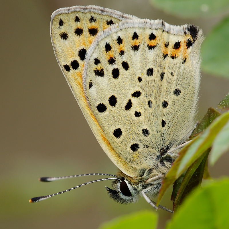 Lycaena bleusei