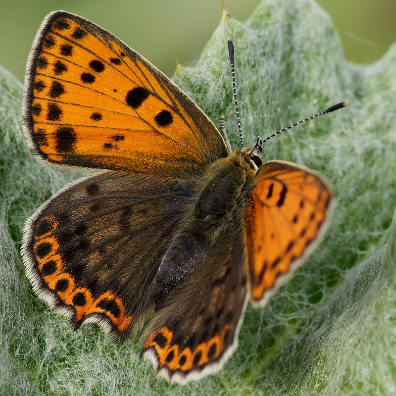 Lycaena bleusei