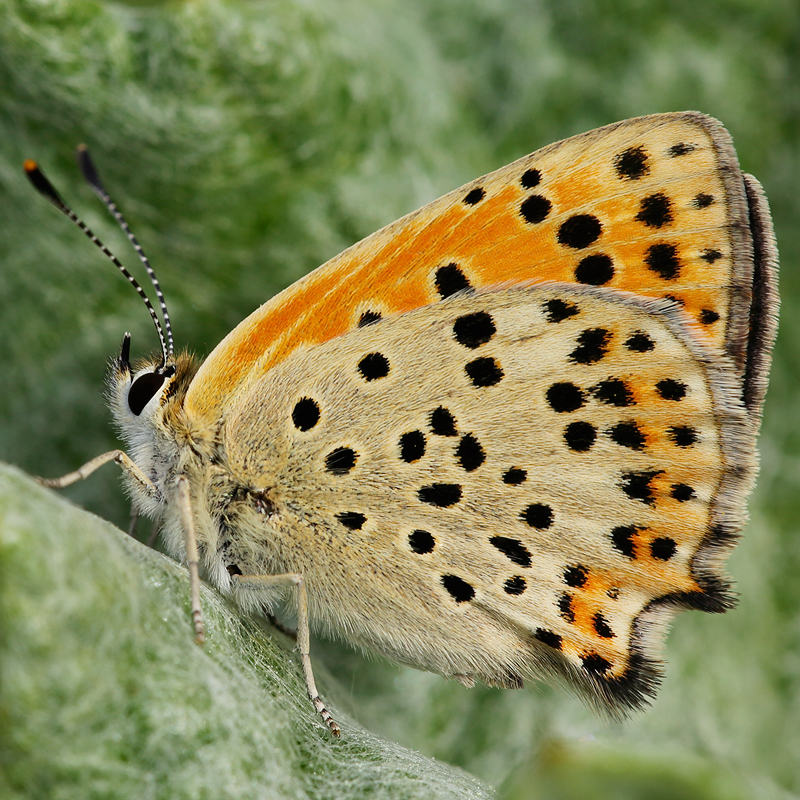 Lycaena bleusei