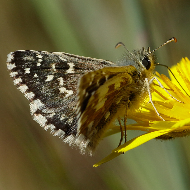 Pyrgus onopordi