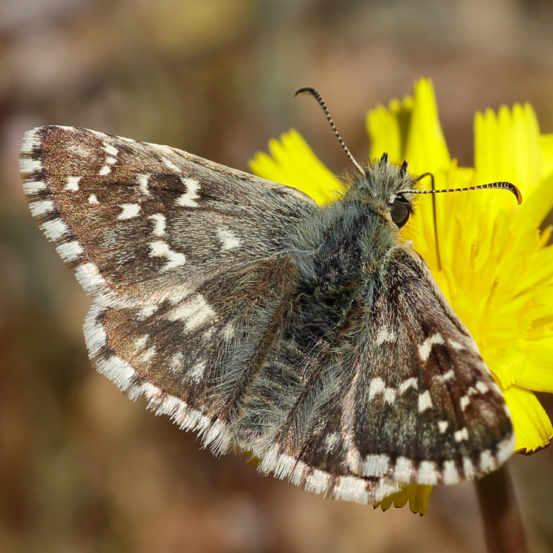 Pyrgus onopordi