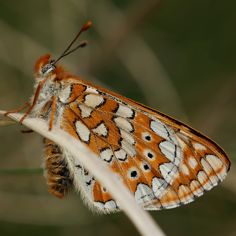 Euphydryas beckeri