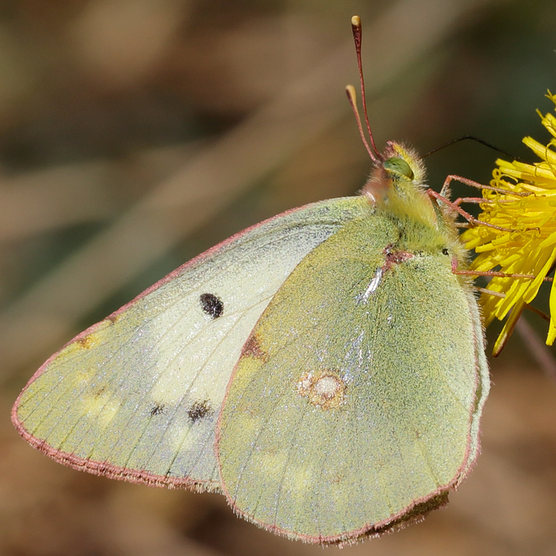 Colias croceus helice