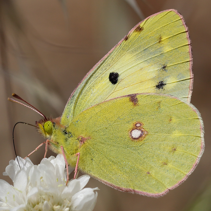 Colias croceus helice