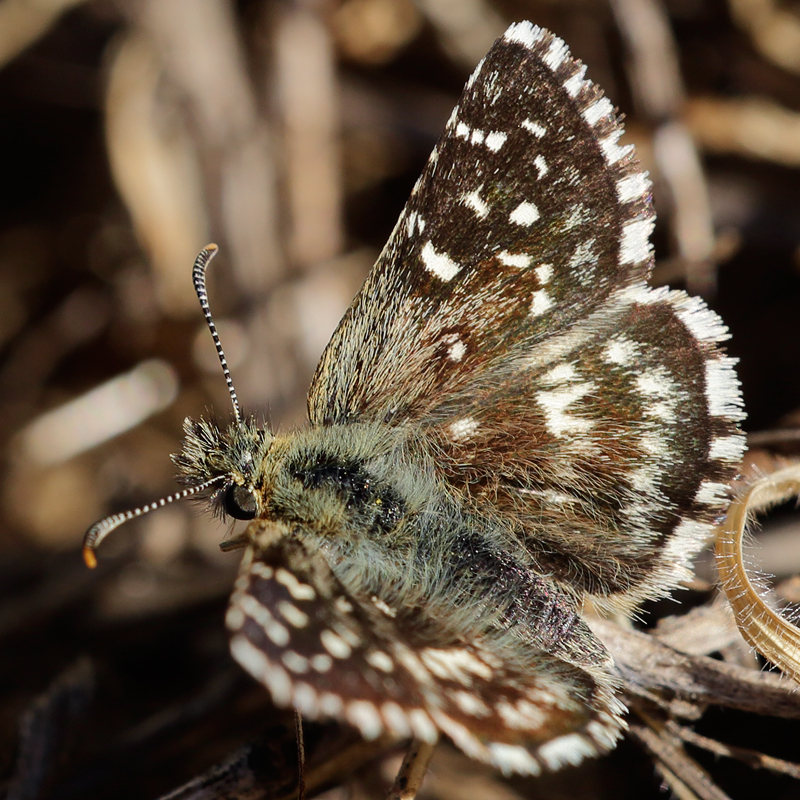 Pyrgus malvoides