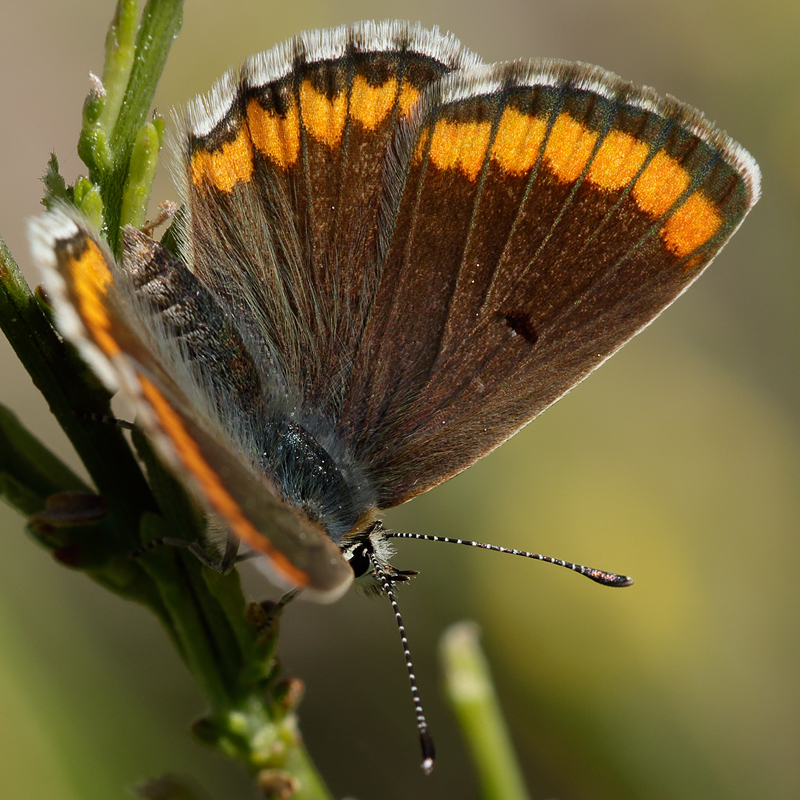 Aricia cramera