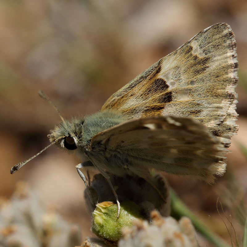 Carcharodus lavatherae