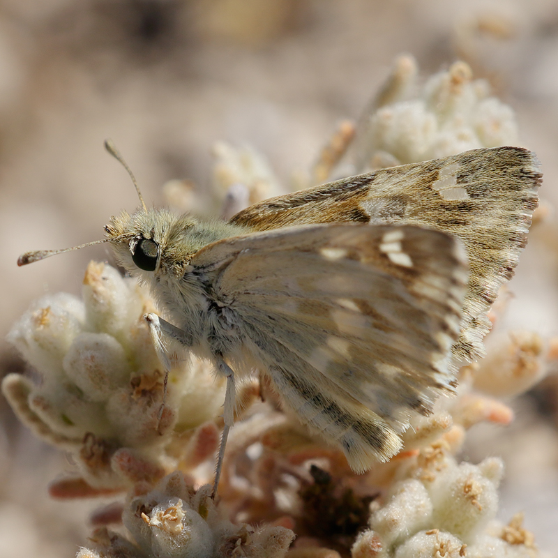 Carcharodus lavatherae