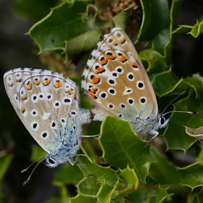 Polyommatus bellargus