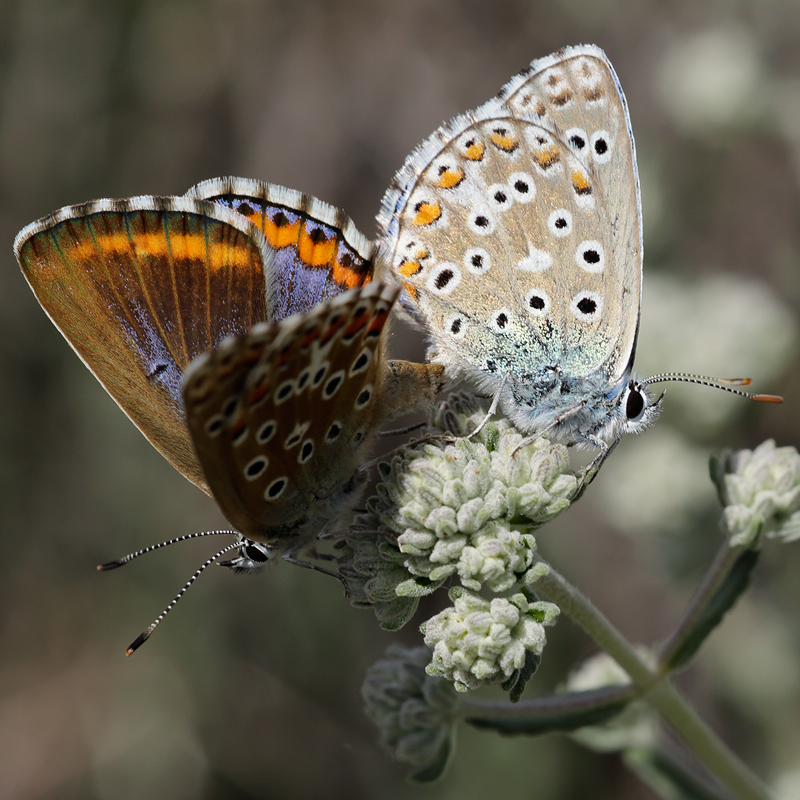 Polyommatus bellargus