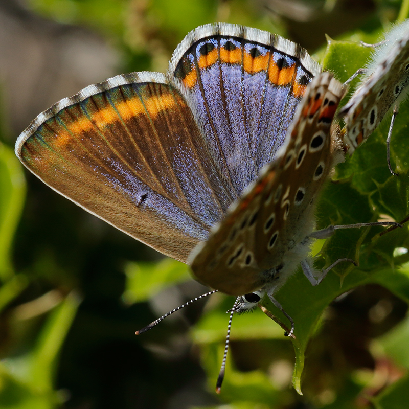 Polyommatus bellargus