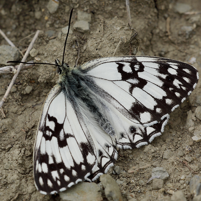 Melanargia occitanica